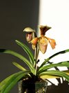 Paphiopedilum villosum var. villosum (Hengduan Mountains Biotechnology) Китай